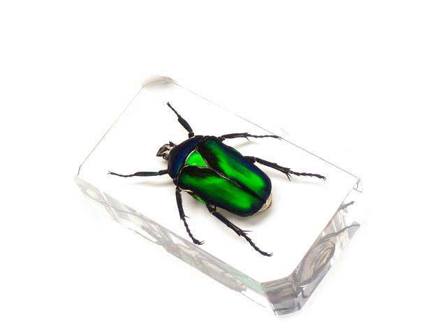 Beetle/Bug Paperweight