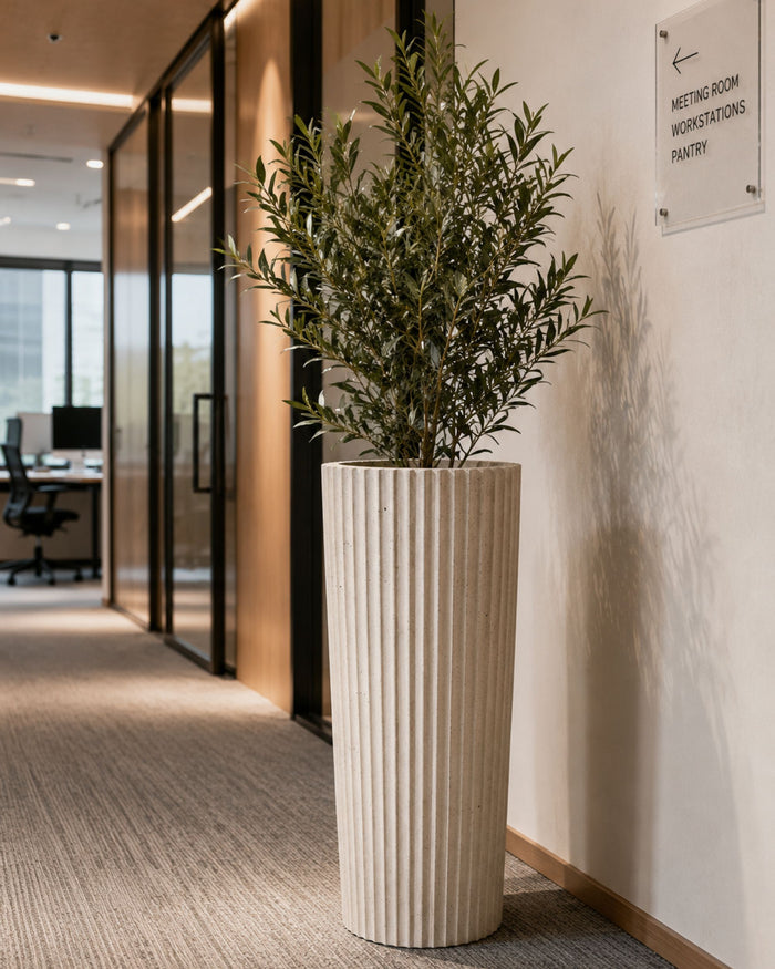 Tall fluted concrete planter in off-white with vertical ribbing and a potted olive tree
