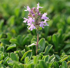 Thyme (White) Essential Oil