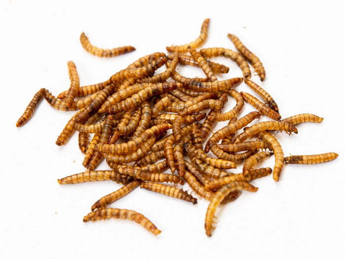 5Lbs Chubby North American Dried Mealworms Non-GMO