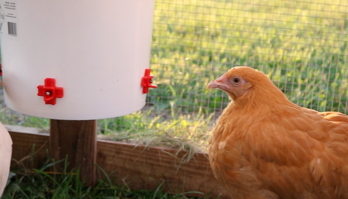 Automatic Chicken Waterer (2 Gallon)