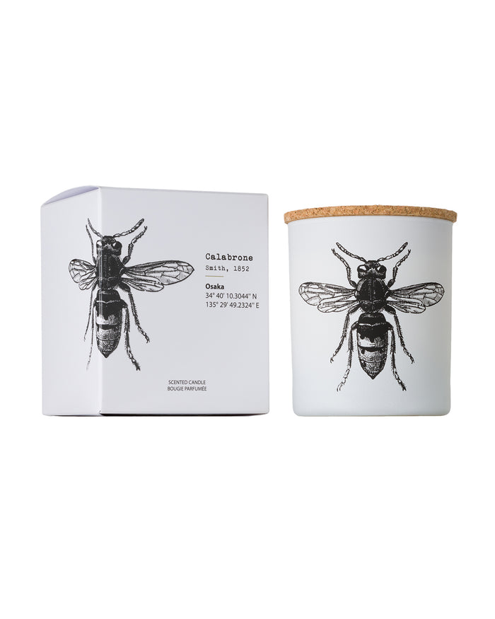Candle in Jar INSECT 190gr DORYSTHENES WALKERI 3.35 diam. x 4.13 in