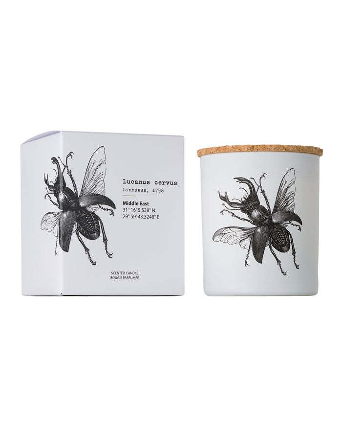 Candle in Jar INSECT 190gr DORYSTHENES WALKERI 3.35 diam. x 4.13 in