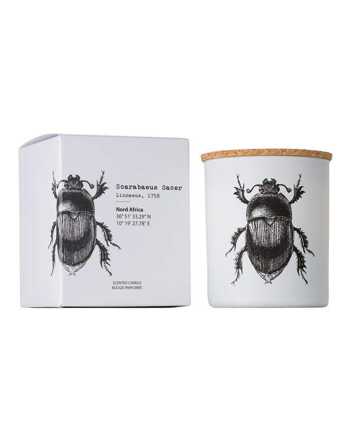 Candle in Jar INSECT 190gr DORYSTHENES WALKERI 3.35 diam. x 4.13 in