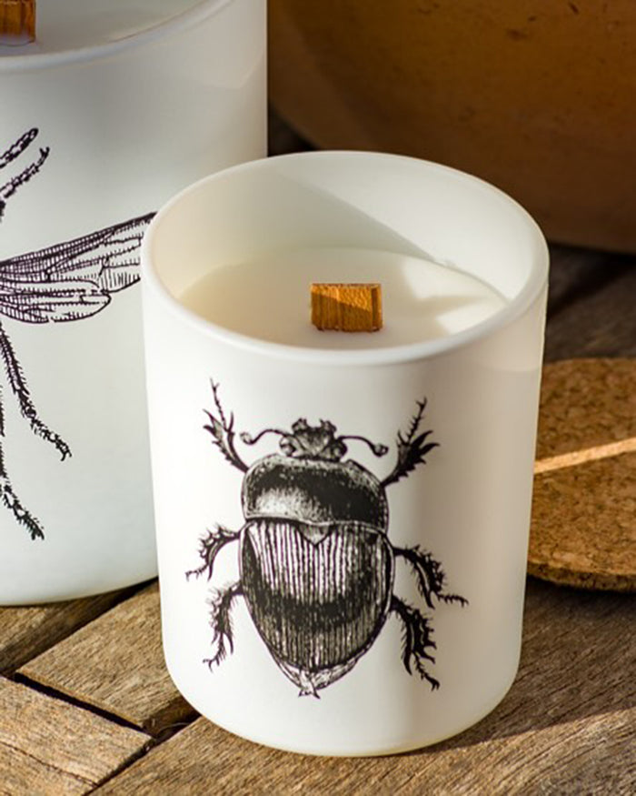 Candle in Jar INSECT 190gr DORYSTHENES WALKERI 3.35 diam. x 4.13 in