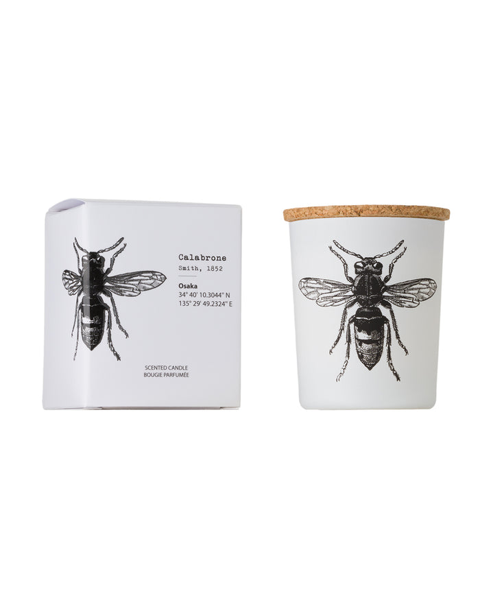 Candle in Jar INSECT 75gr SCARABEUS SACER 2.36 diam. x 2.95 in