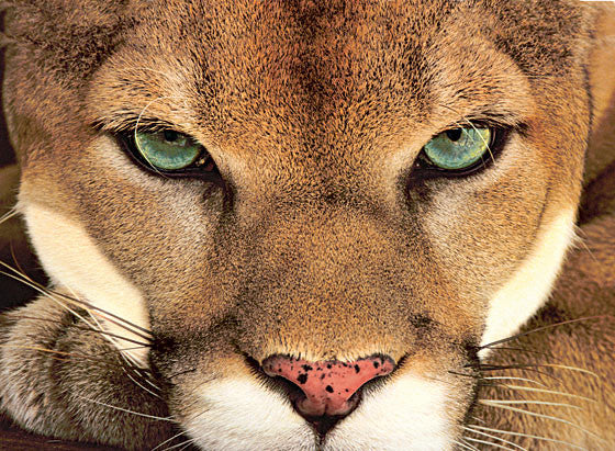 Cougar Oil for women