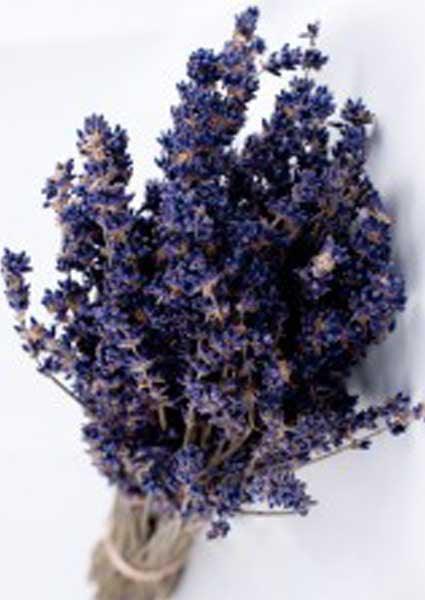 English dried lavender bouquet zoom in on the flowers on white background