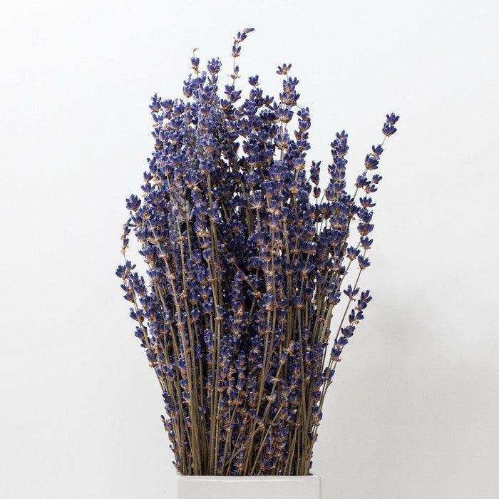 lavandula angustifolia flowers on white background