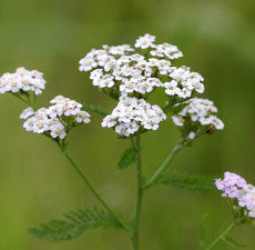 Yarrow Essential Oil